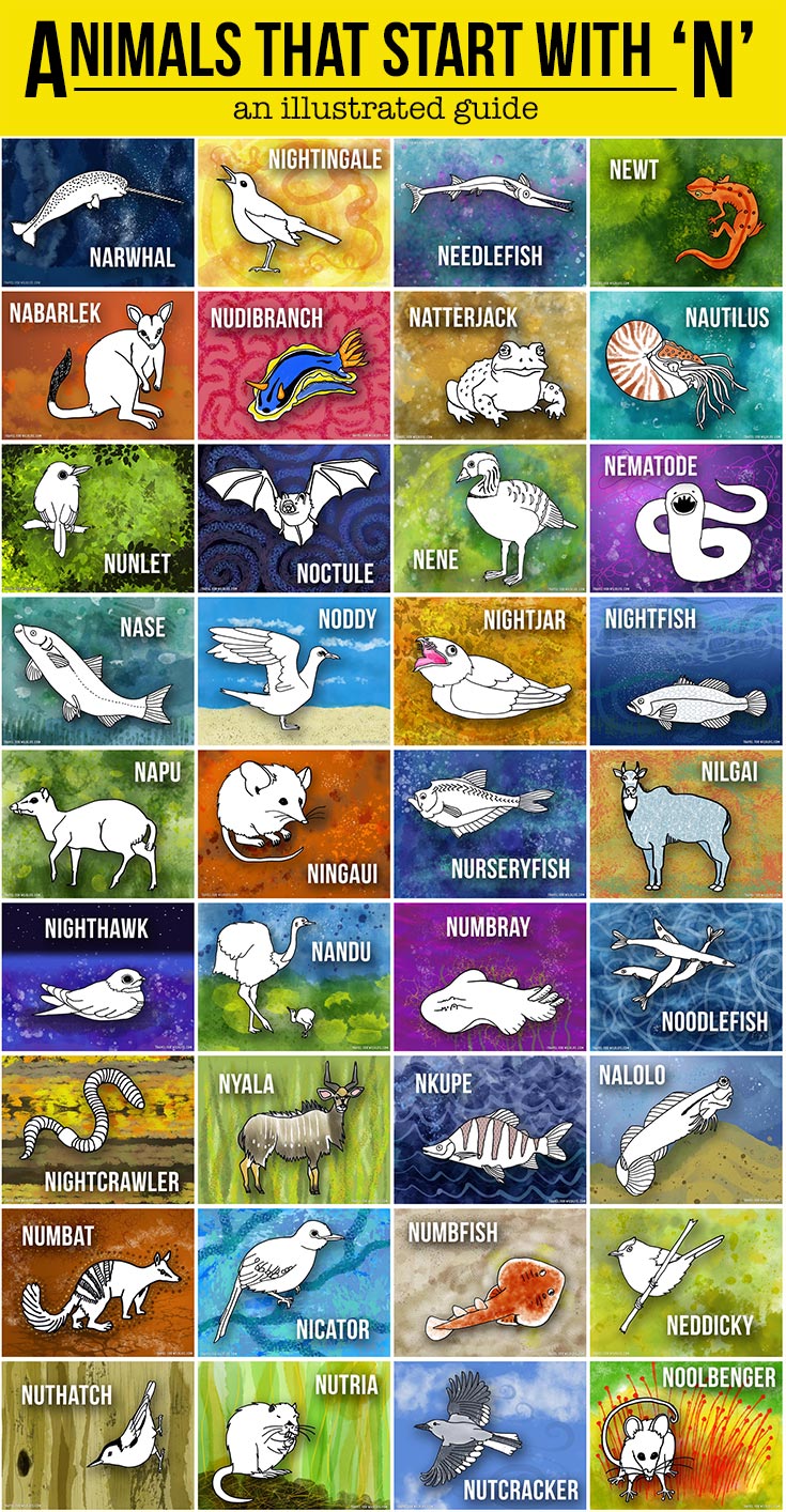 Animals That Start With N