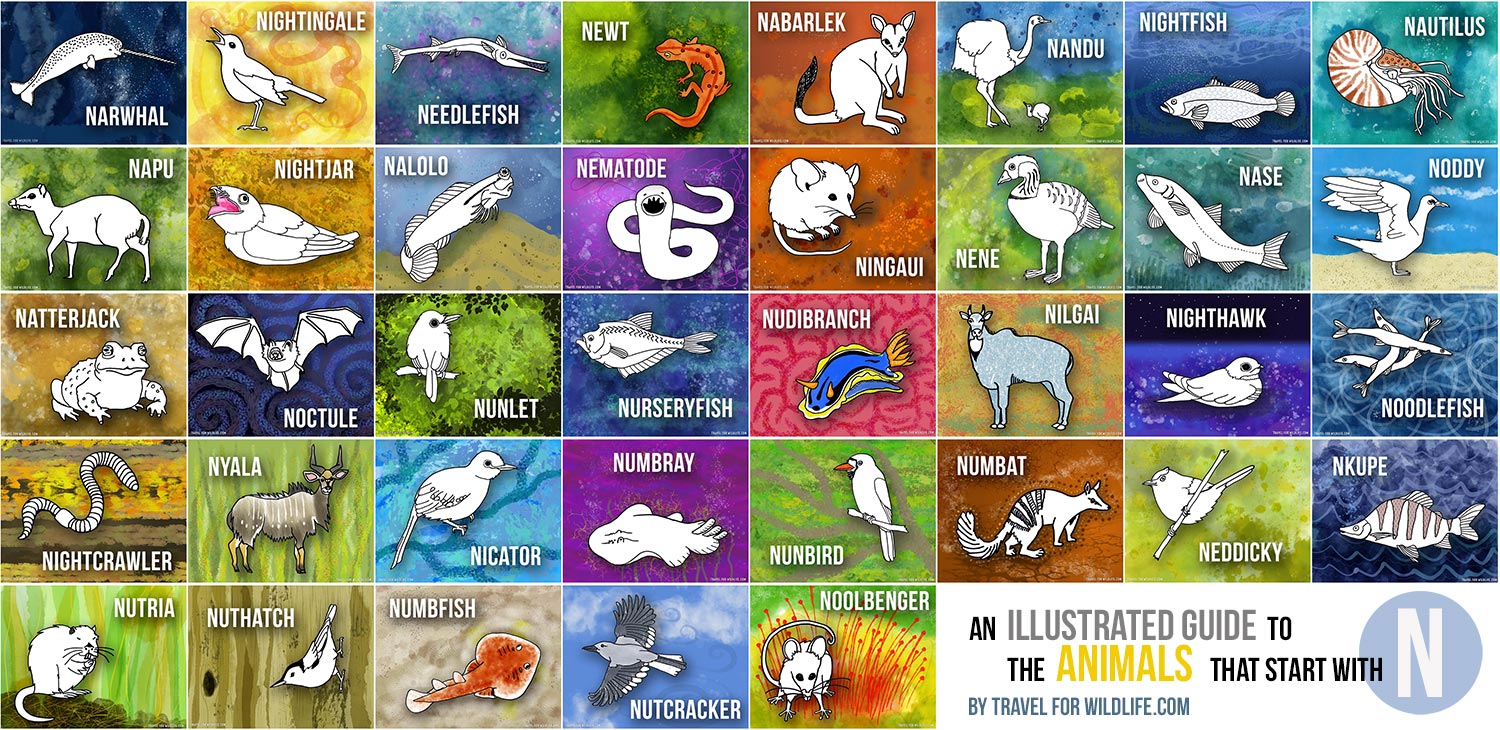 Animals That Start With N: An Illustrated Guide