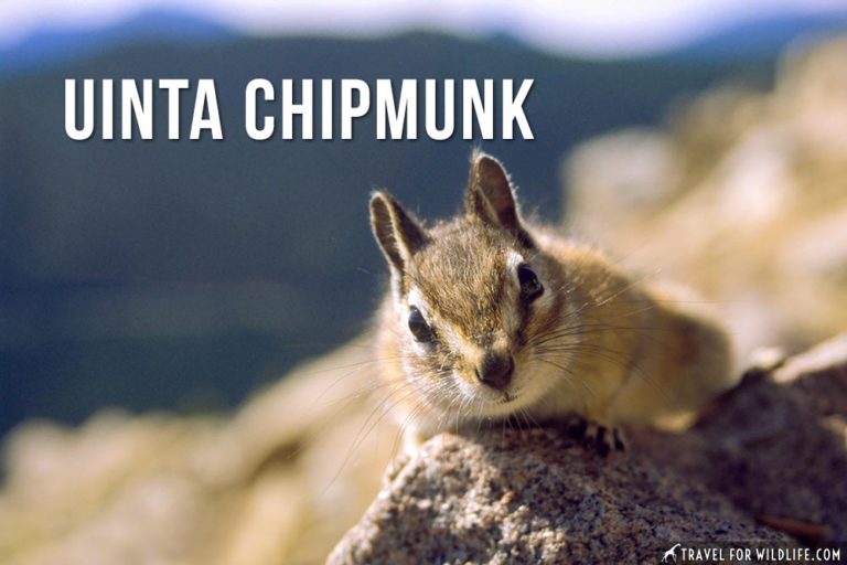 Animals That Start With U: Over 130 Animals, Photos - Travel For Wildlife