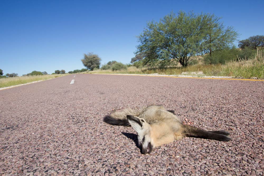 Avoid killing animals by driving during day, not night