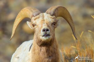 big horn sheep ram, Yellowstone