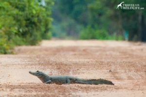 Yacare caiman in the road. Pantanal, Brazil