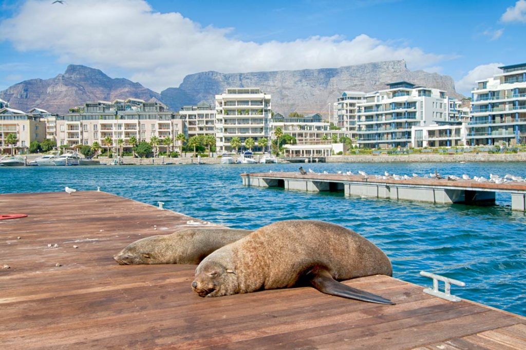 Fur seals in Cape Town waterfront