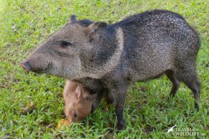 Collared Peccary and baby in the Pantanal, Brazil