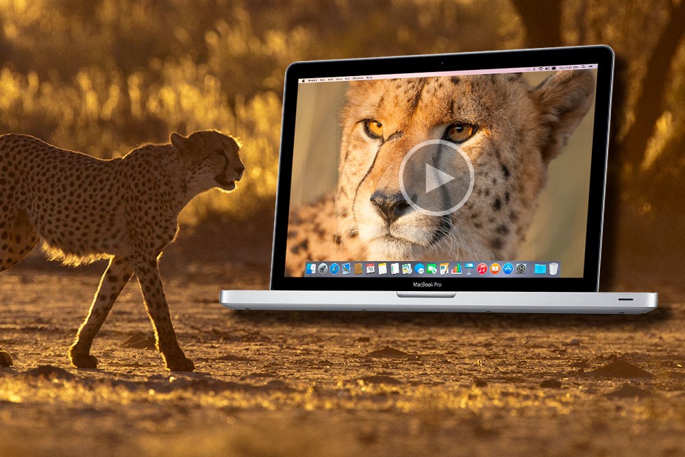 how to edit videos of wildlife with adobe premiere pro tutorials