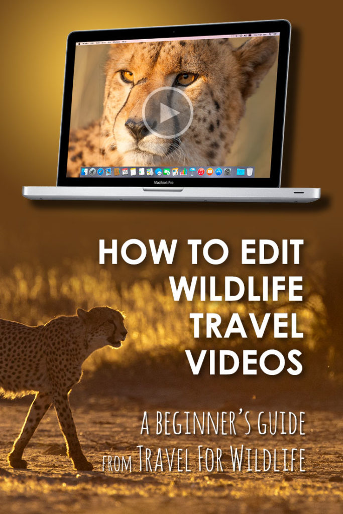 Want to learn how to edit your own wildlife and travel videos? This beginner's guide will help you get started!