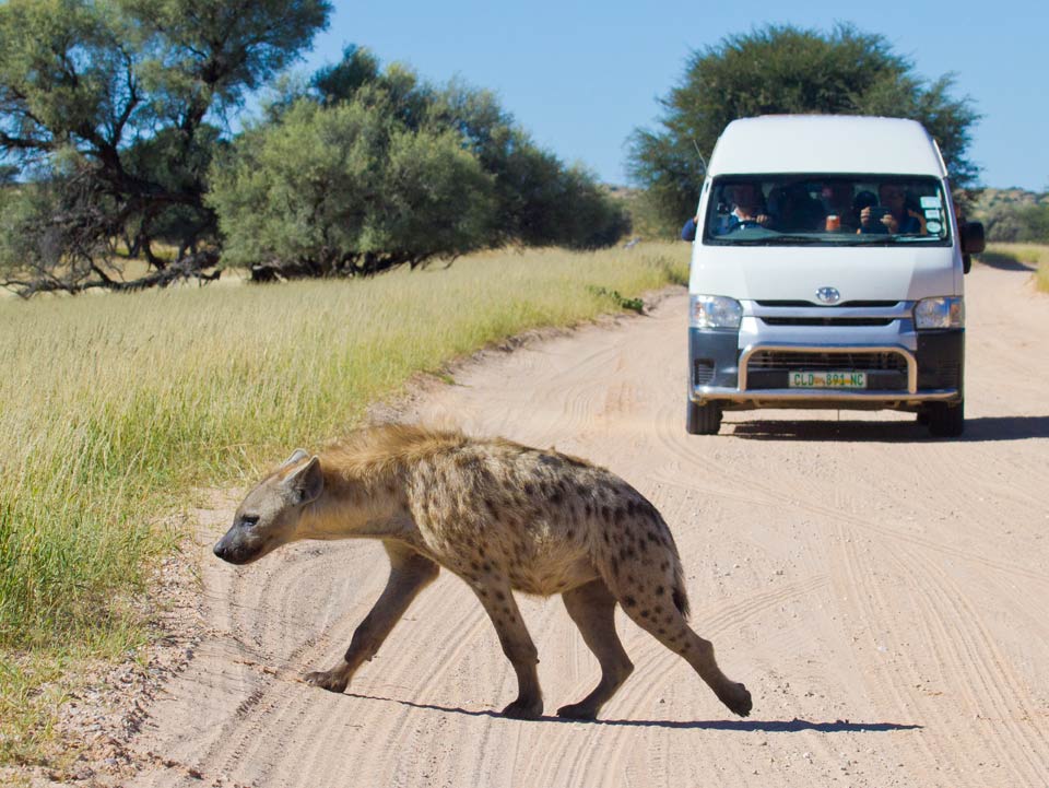 Hyena on a South African safari