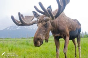 Moose, Alaska