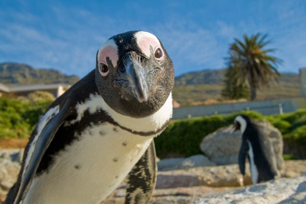 Penguin at Simonstown, Cape Town