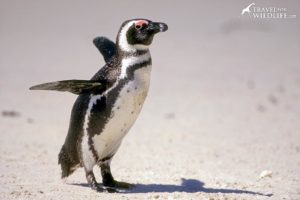 South African penguin, Simon's Town, South Africa