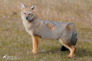 South American Grey Fox (Lycalopex griseus) in southern Patagonia. Tierra Del Fuego, Chile.