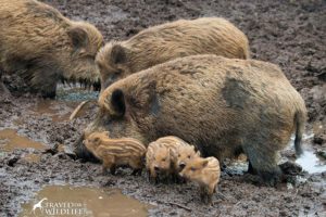 wild boar and piglets