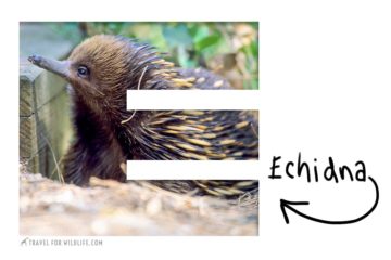 animals that start with an e (echidna)