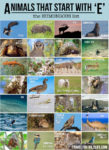 Animals That Start With an E | Animal Alphabet