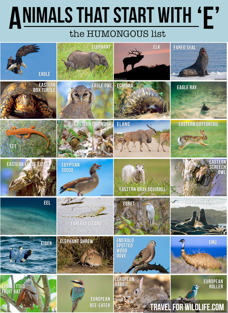 Animals That Start With Letter E