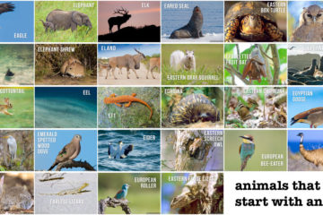 Animals that start with an e