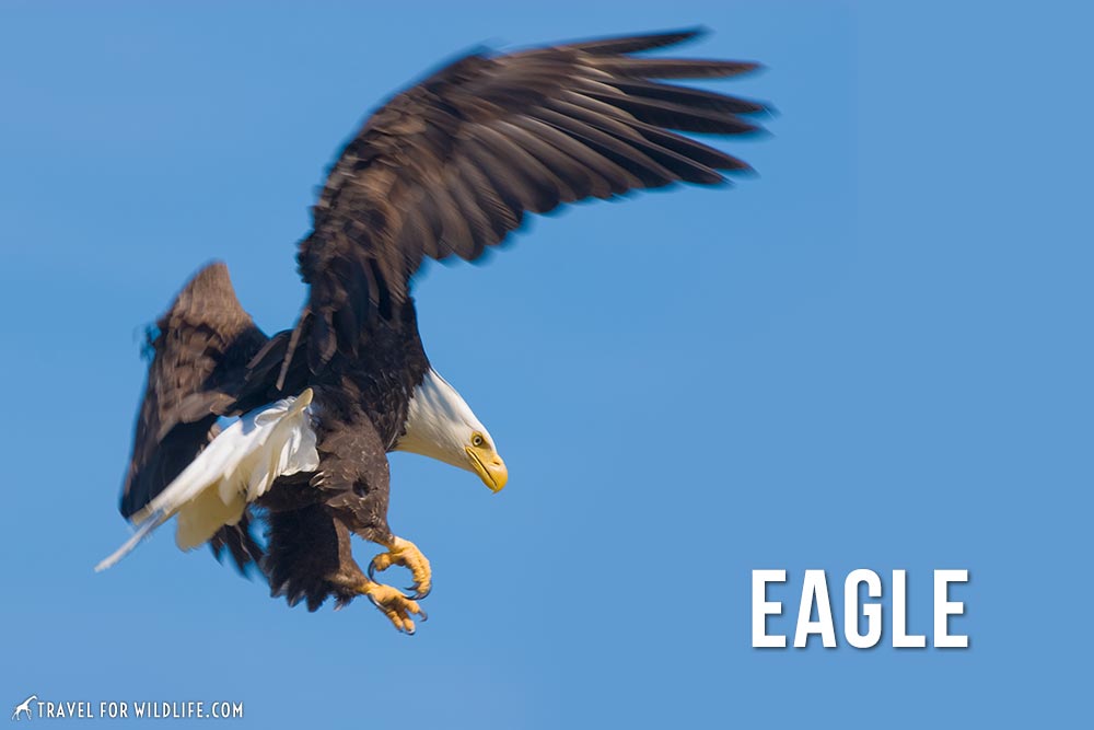 animals that start with an e: eagle