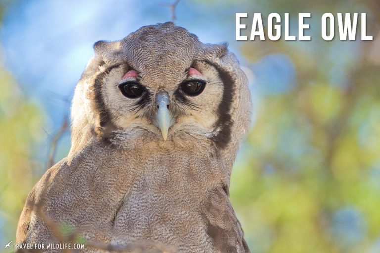 Pictures of Animals Beginning With E | Travel For Wildlife