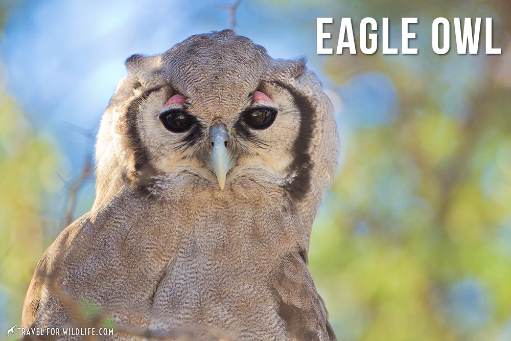 animals that start with an e: Eagle Owl