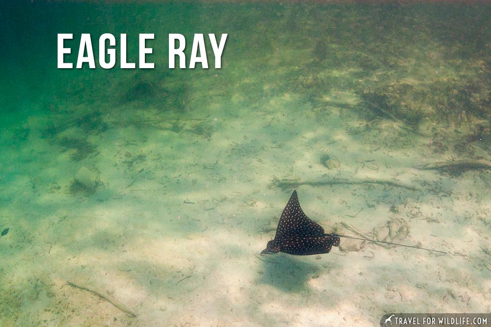 animals that start with an e: Eagle Ray