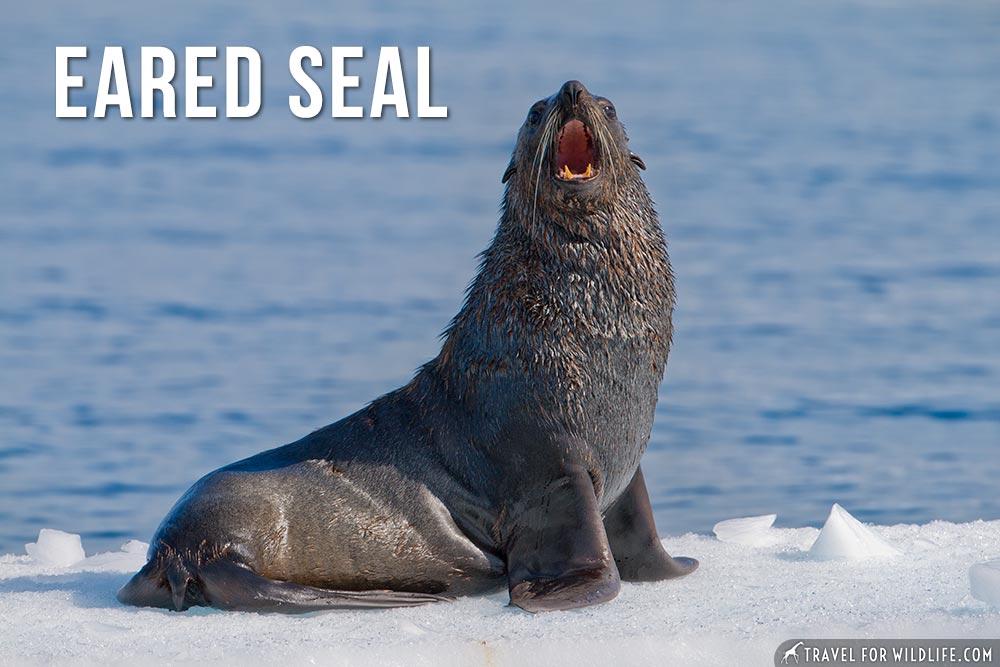 animals that start with an e: Eared Seal