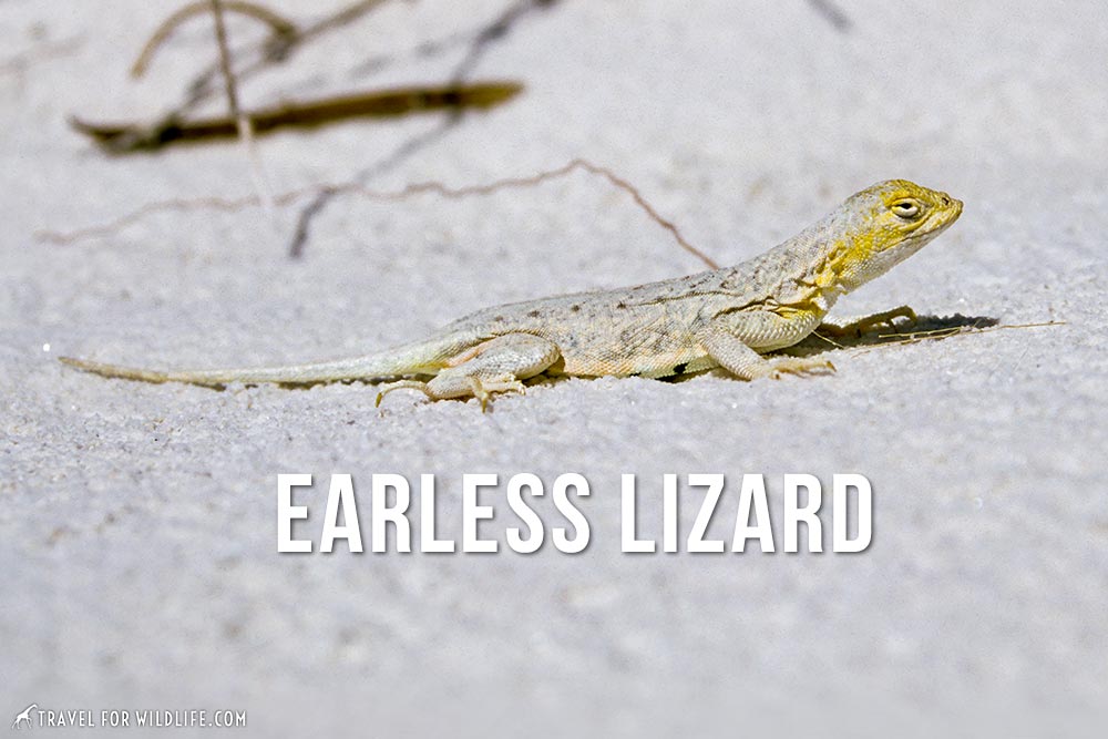 animals that start with an e: earless lizard