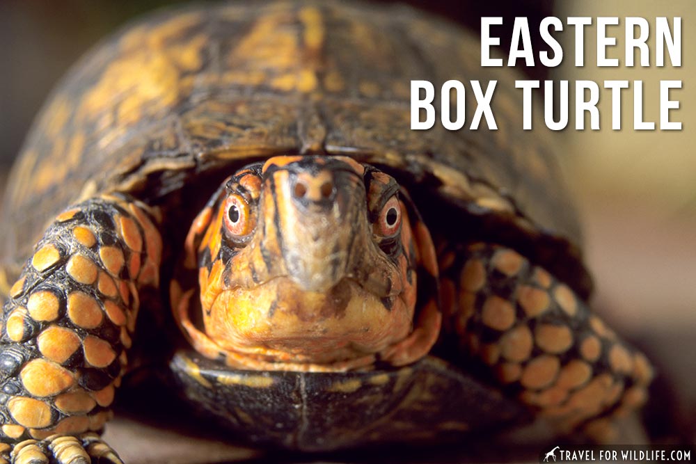 animals beginning with e: Eastern Box Turtle