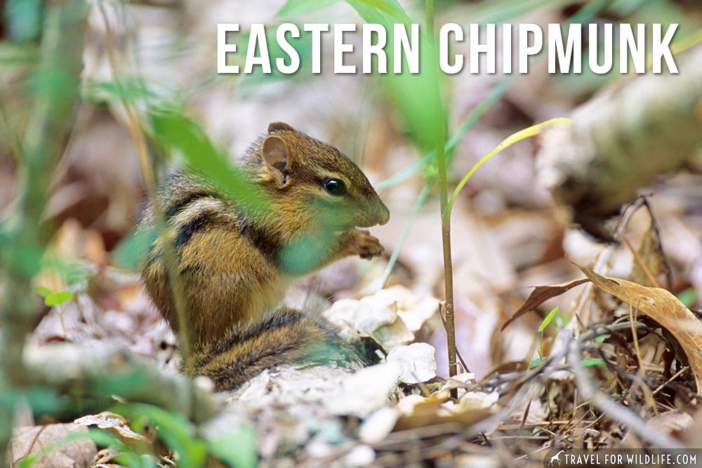 animals that start with an e: Eastern Chipmunk