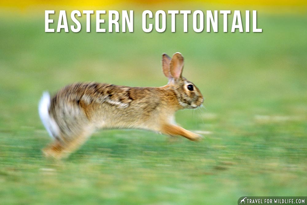 Animals Beginning with E: Eastern Cottontail