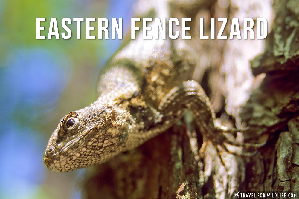 Animals that start with E: Eastern Fence Lizard