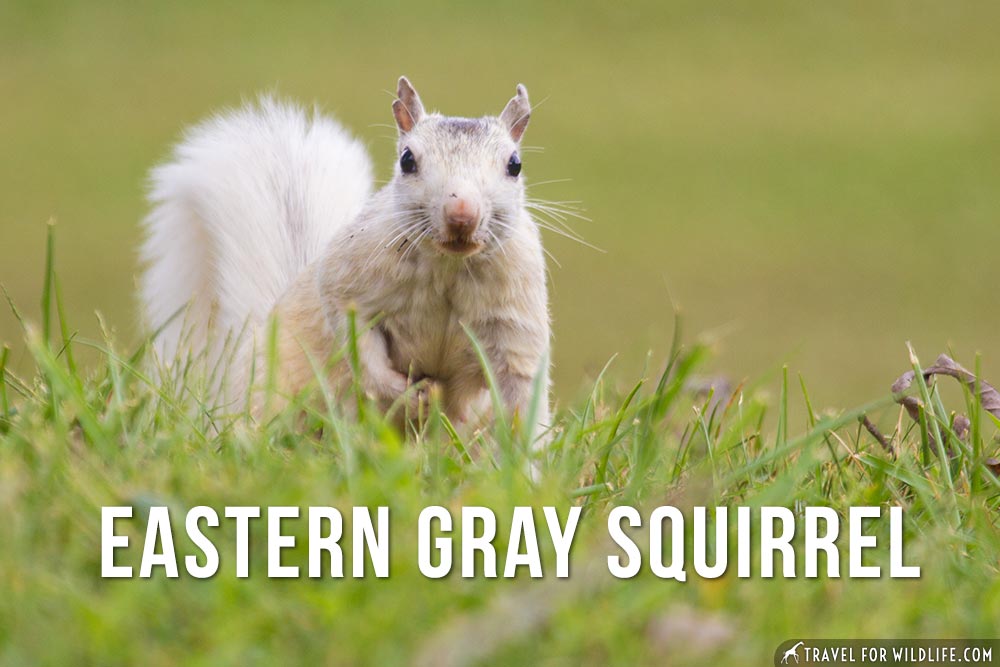 animals that begin with e: Eastern Gray Squirrel