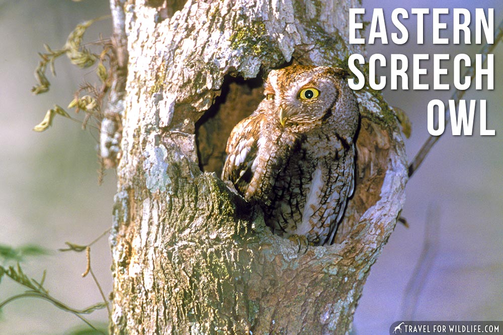 Animals that start with an E: Eastern Screech Owl