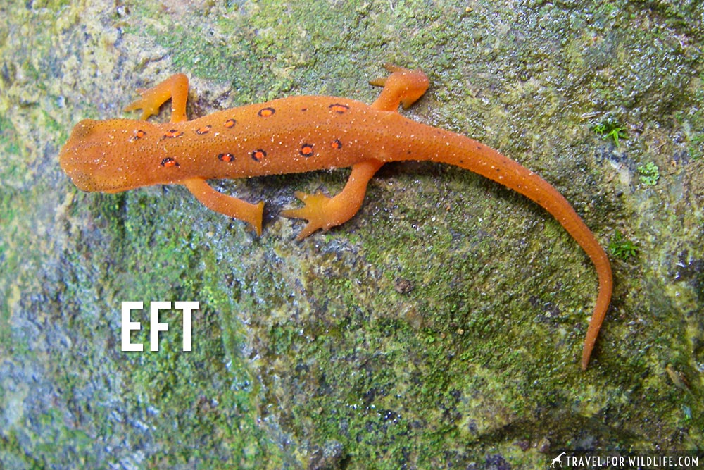 animals that start with an e: Eastern Newt Eft