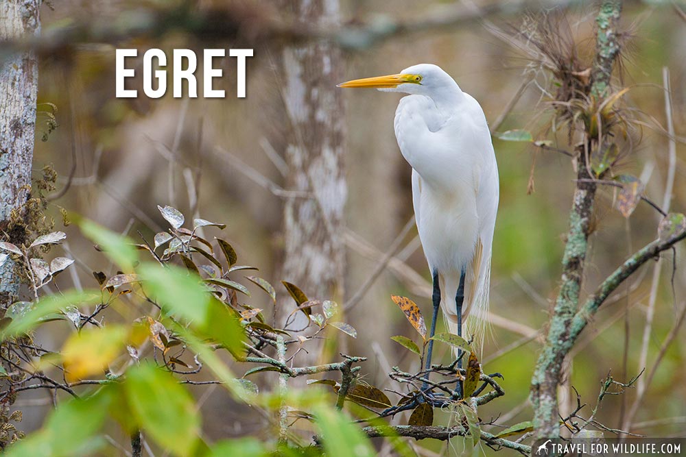 animals that start with an e: egret