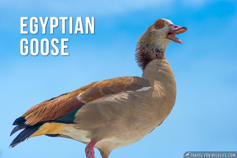 animals that start with an e: Egyptian Goose