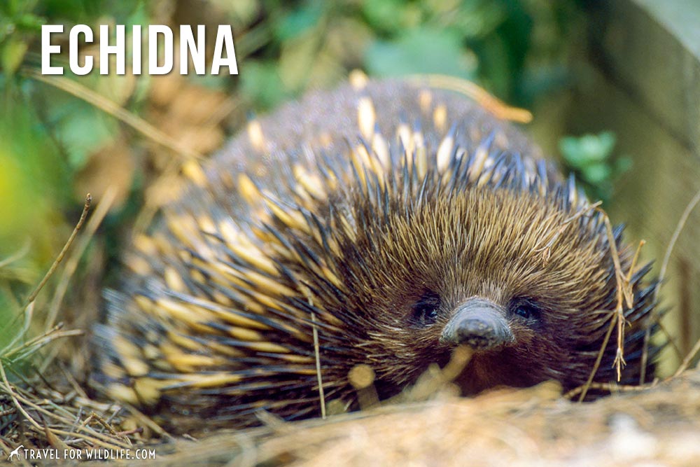 animals beginning with e: echidna