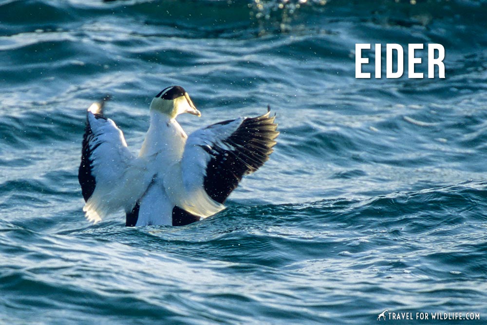 animals that start with an e: eider