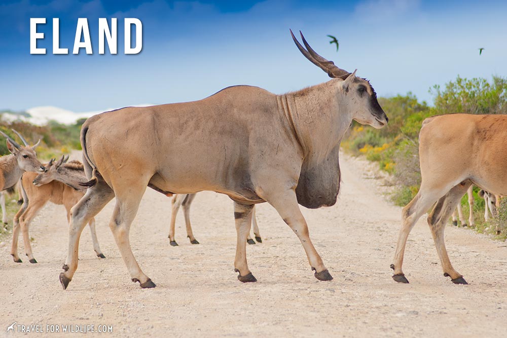 animals that start with an e: eland