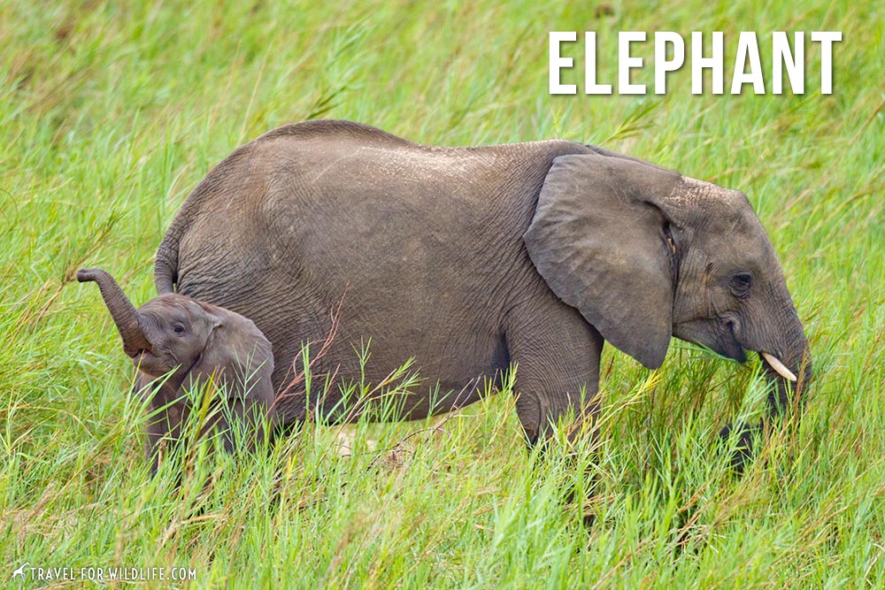 animals that start with an e: elephant