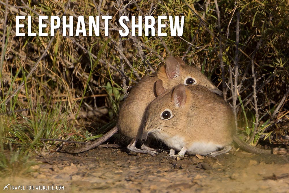 animals that start with an e: Elephant Shrew