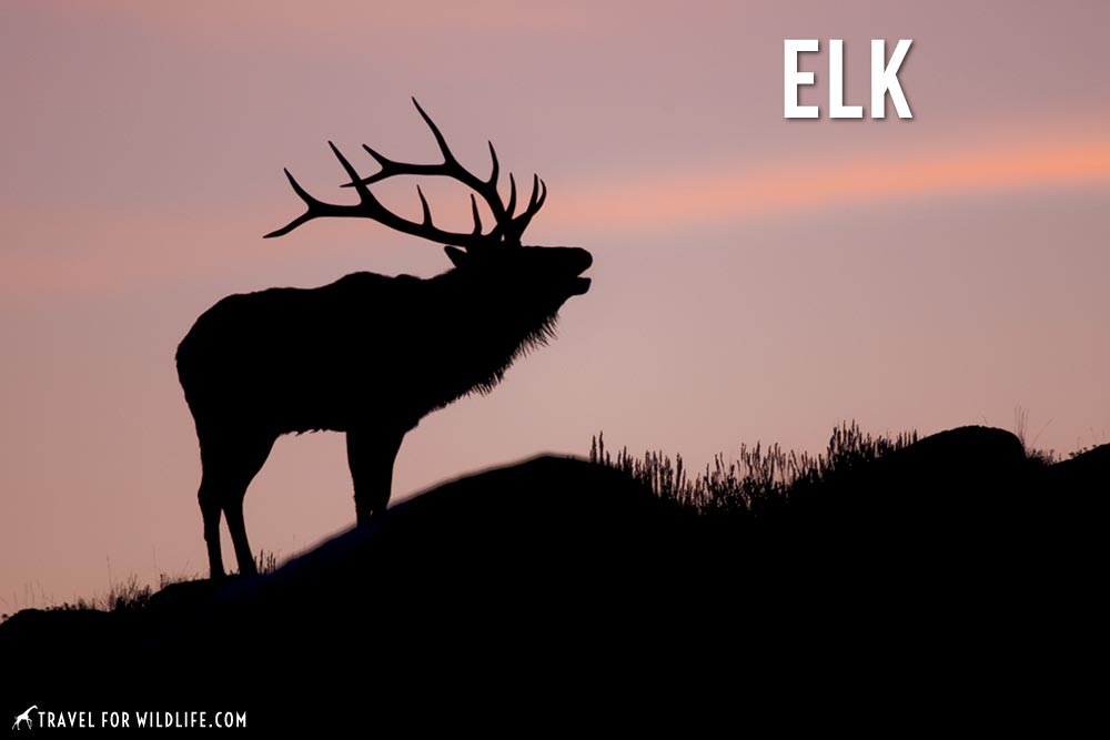 animals that start with an e: elk