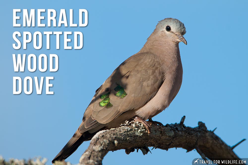 animals that start with an e: Emerald Spotted Wood Dove