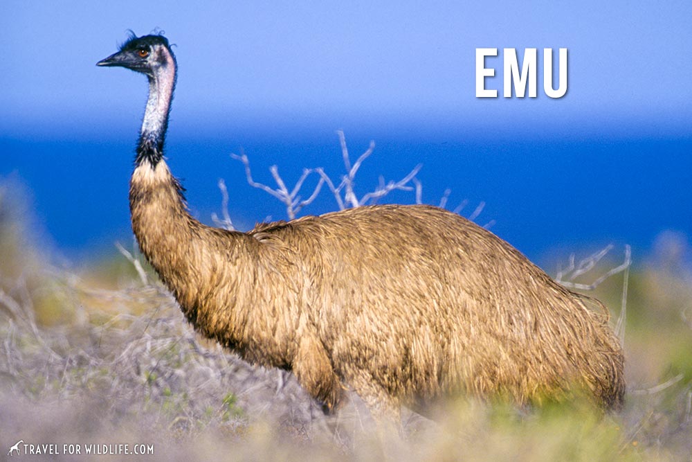 animals that start with an e: Emu