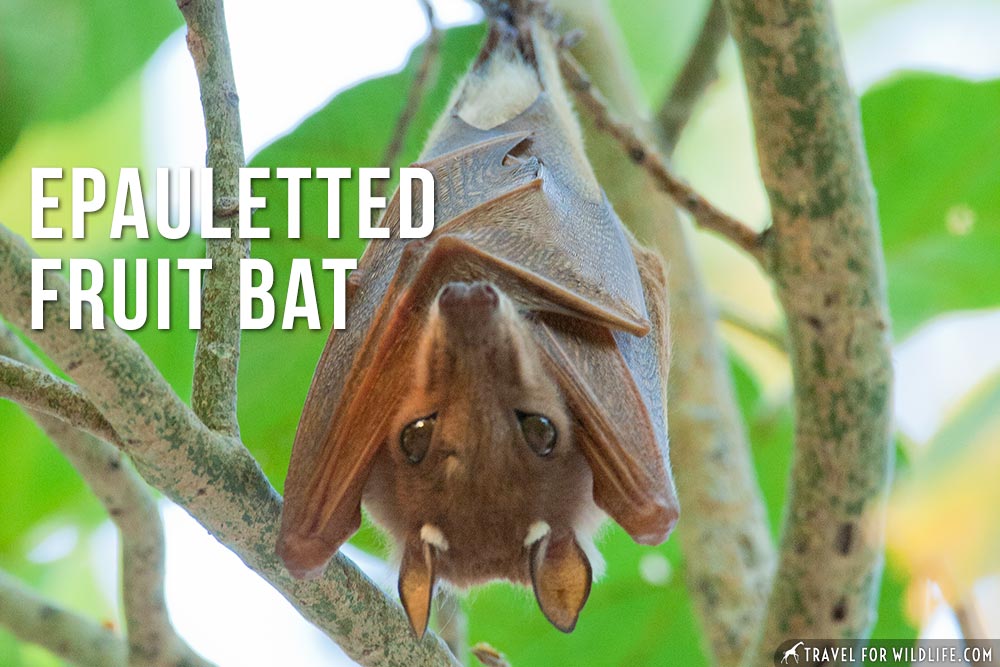 animals that start with an e: Epauletted Fruit Bat