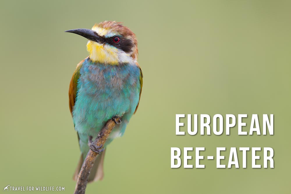 animals that start with an e: European Bee-Eater