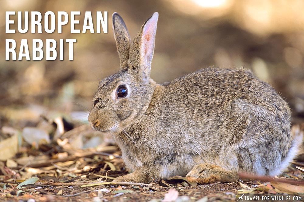 animals that start with e: European Rabbit