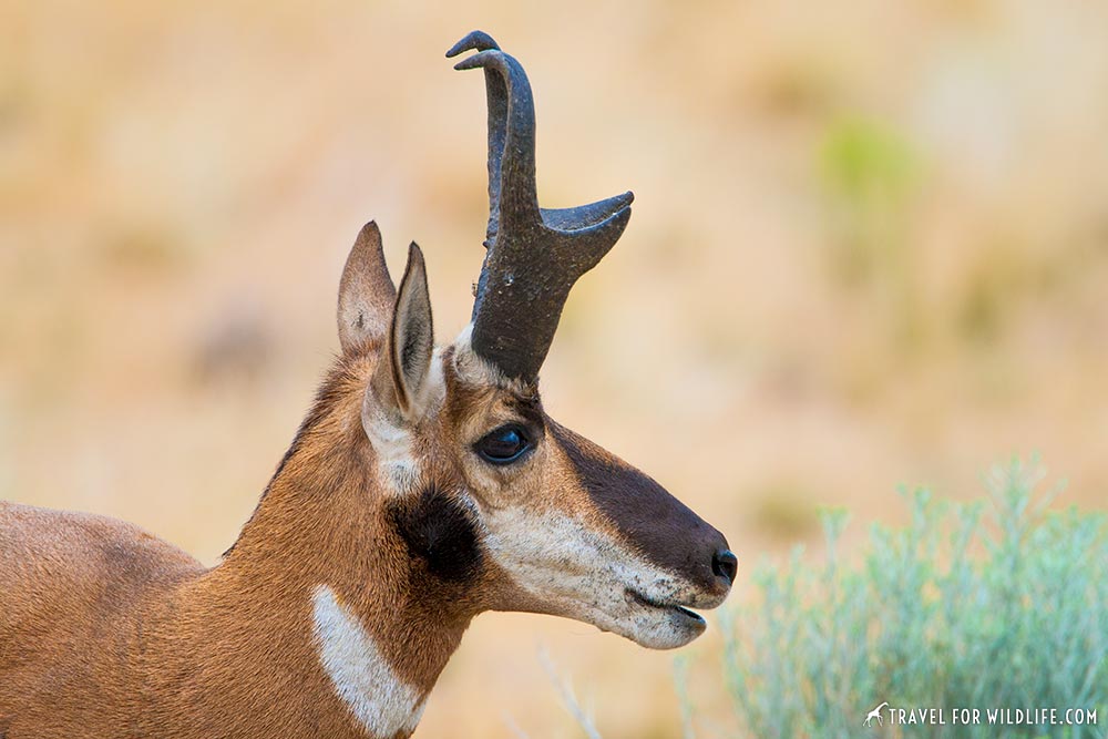 pronghorn antelope island, Utah