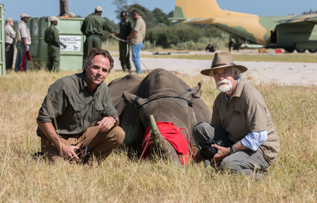 A rhino prior to its release with Rhinos Without Borders in Botswana