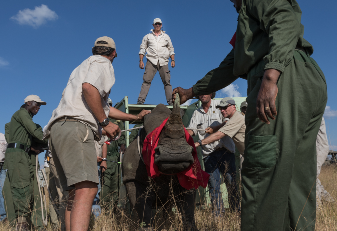 Rhino relocation in Botswana