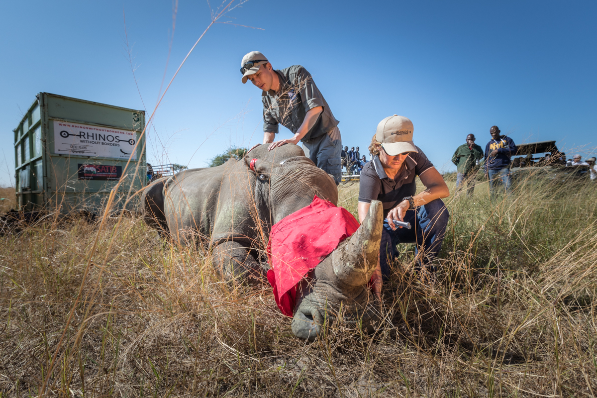 Checking on this rhino vitals before its relocation